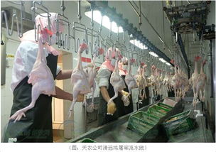 筑牢安全防線 守護(hù)“舌尖”健康——廣東全面開展動物防疫“消毒滅原日”活動，重點(diǎn)強(qiáng)化屠宰設(shè)備清潔消毒